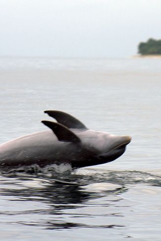 Los delfines hacen piruetas en la Bahía de los Delfines en Praia do Curral