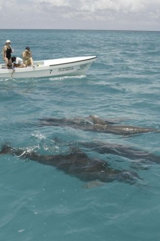 Delfines en Bahia dos Golfinhos