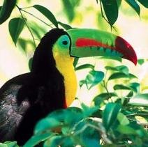 Observacion de Aves Costa Rica