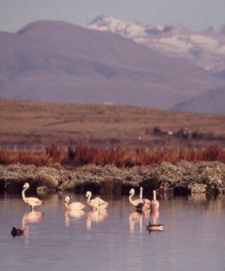 Reserva Ecológica de la Laguna Nimez - El Calafate