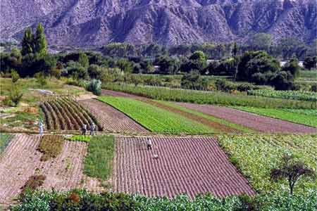 Plantaciones en Jujuy, Argentina