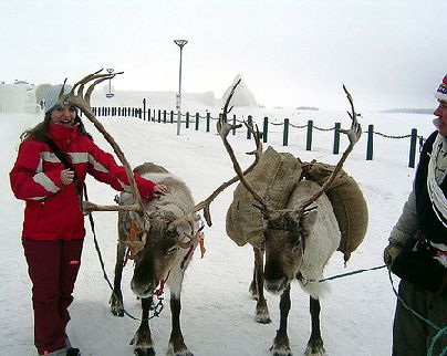 Renos junto a dos turistas en Laponia, Finlandia.