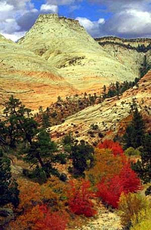 Zion National Park: Este parque localizado en la frontera entre Utah y Nevada, está situado a 250 kilómetros de Las Vegas y se puede llegar por la autopista 15, Utah SR-9 y Utah SR-17 en unas horas horas.