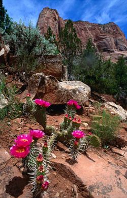 Flora en el Zion National Park de Nevada