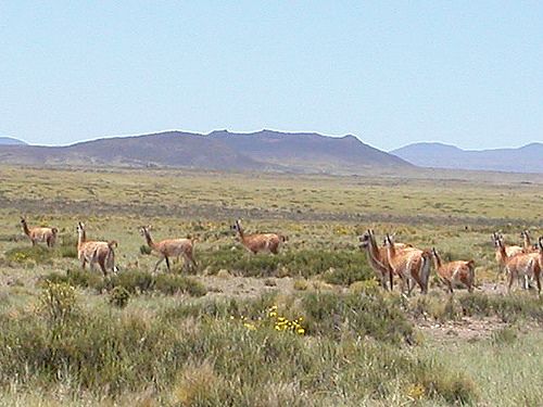 Guanacos en La Payunia, Mendoza