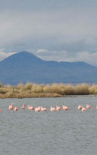 La Laguna de Llancanelo en Malargüe es la reseva más grande de avifauna de Sudamérica