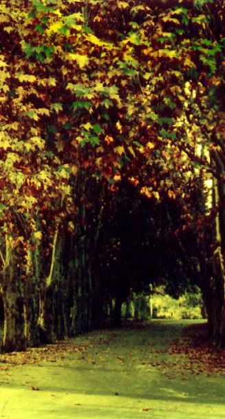 Paisaje otoñal de la ciudad Mendoza