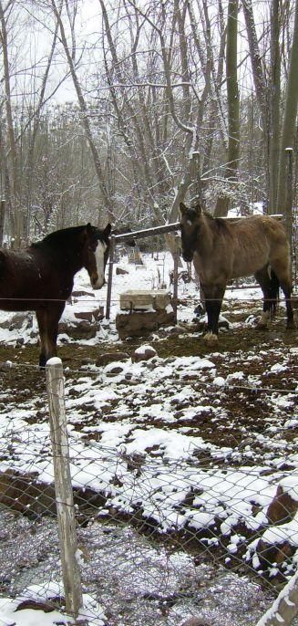 Alquilar un caballo para pasear por los paisajes de Mendoza es una experiencia inolvidable