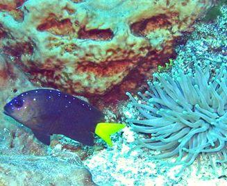 Buceo bajo el mar de Acapulco