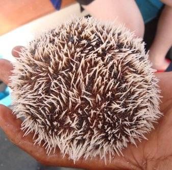 Un erizo de mar sacado del Mar Caribe en Punta Cana