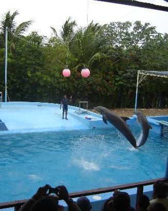 Manati Park en Punta Cana se puede nadar y ver espectaculos con delfines