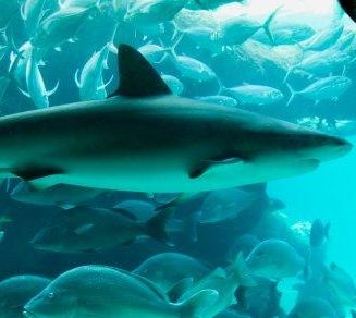 En el parque acuático Marinarium se puede nadar con tiburones