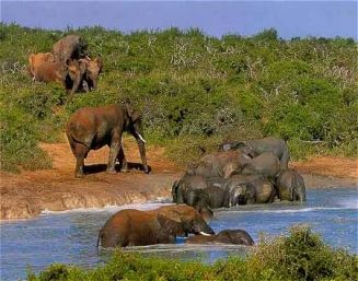 Elefantes en el Parque Nacional Addo Elephant