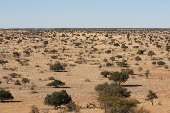 Desierto del Kalahari