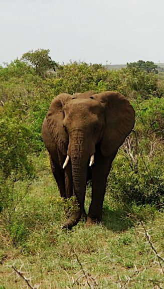 Elefante en el Parque Kruger