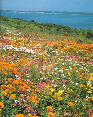 Increíble paisaje en Namaqualand, Sudáfrica