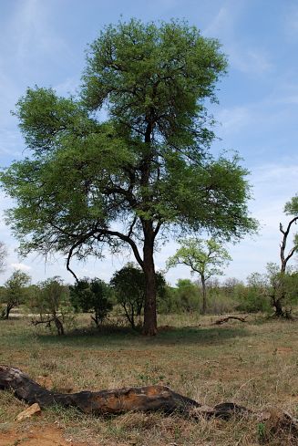 Parque Nacional Kruger en Mpumalanga (Sudáfrica)