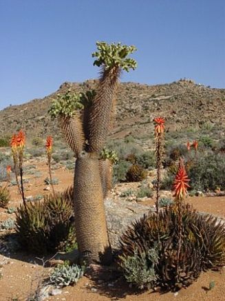 Parque Nacional Richtersveld (Sudáfrica)