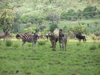 PN Pilanesberg Sudáfrica