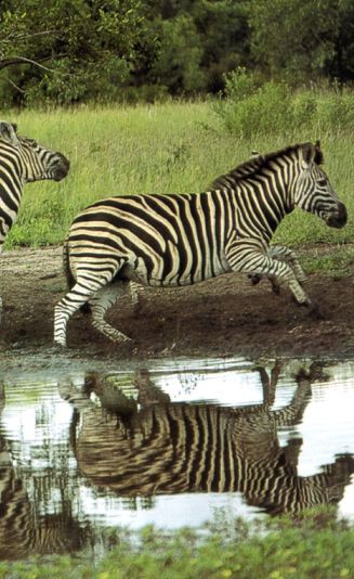 En los parques transfronterizos se pueden encontrar animales en su hábitan natural