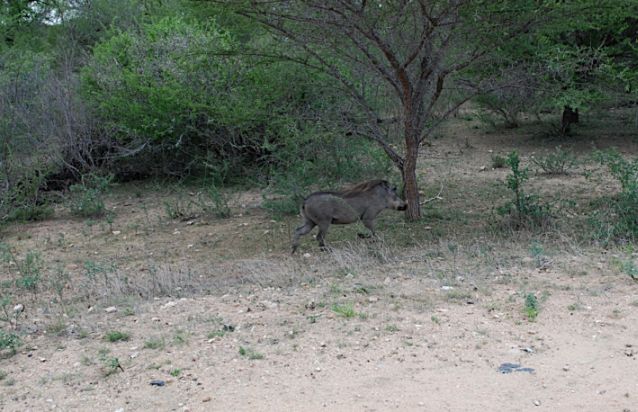 Parque Kruger