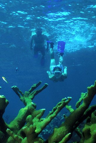 Las practicas de buceo o esnorkel se pueden realizar en el The Biscayne National Underwater Park