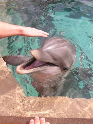 En Sea World es posible tocar a los delfines