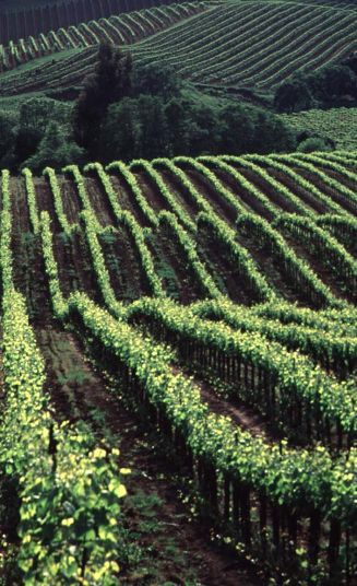 Sonoma y Napa conforman los caminios del vino de California (Sonoma Valley Wine County)