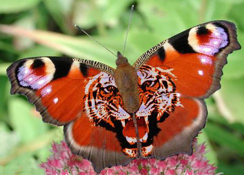 Flora de Iguazú