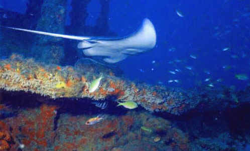 Buceo en Mar del Plata